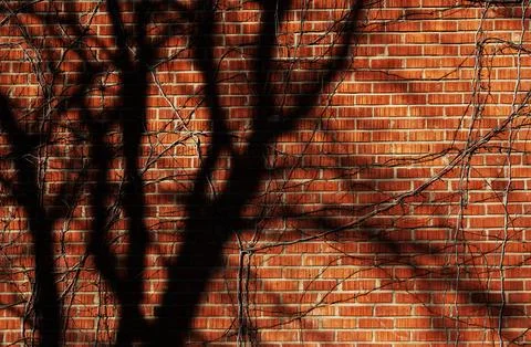 Tree Shadow Patterns Stock Photos