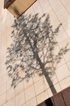 Tree Shadow Stock Photos