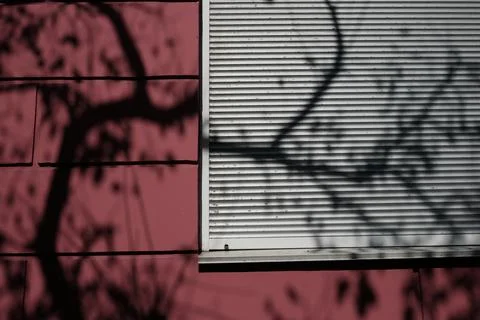 Tree shadow on pink building with plastic window shutters Stock Photos
