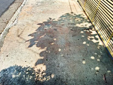 Tree shadow, projected on a sidewalk. Stock Photos