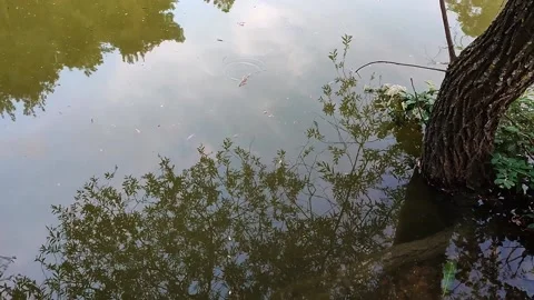 Tree shadow is reflecting on the  water that is green Stock Footage 197048151