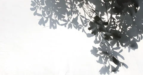 Tree Shadow on screen Stock Footage 147285807