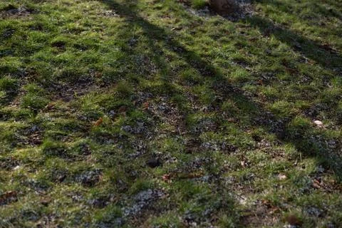 Tree shadow on short green grass. Stock Photos