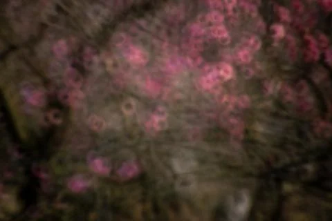 Tree shadow spot Foto stock