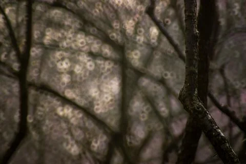 Tree shadow spot Stock Photos