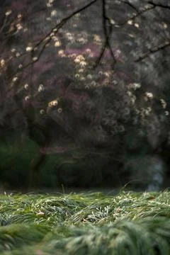 Tree shadow spot Stock Photos