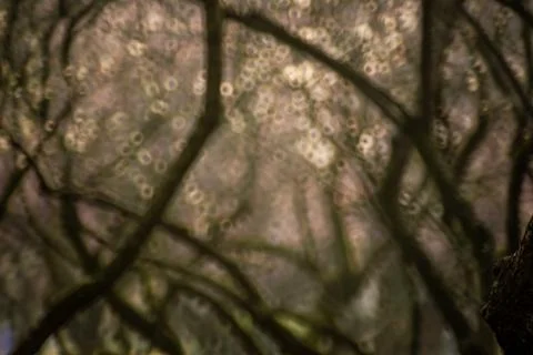 Tree shadow spot Stock Photos