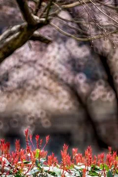 Tree shadow spot Stock Photos