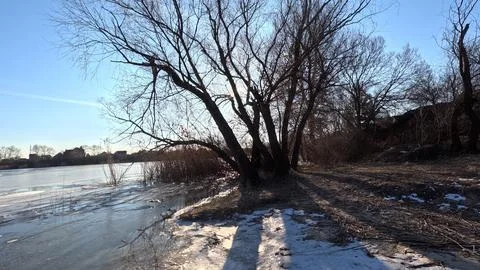 Tree shadow. sun through the branches. tree on the coast. winter landscape... Stock Photos