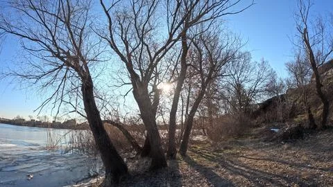 Tree shadow. sun through the branches. tree on the coast. winter landscape... Stockfoto's