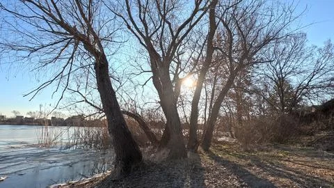 Tree shadow. sun through the branches. tree on the coast. winter landscape... Fotos de archivo
