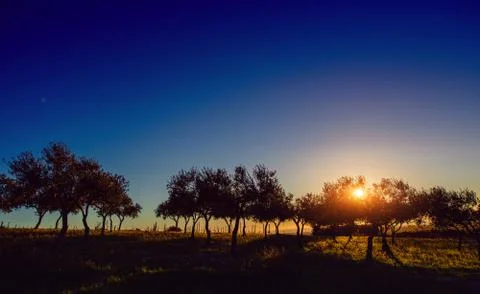 Tree shadow with sunset Stock Photos