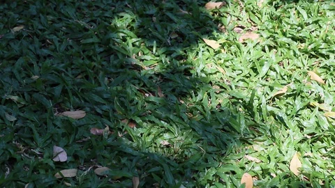 Tree shadow swaying on tropical carpet grass Stock Footage 129031127