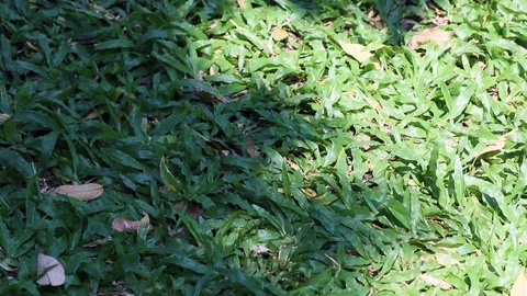 Tree shadow swaying on tropical carpet grass Stock Footage 129032214