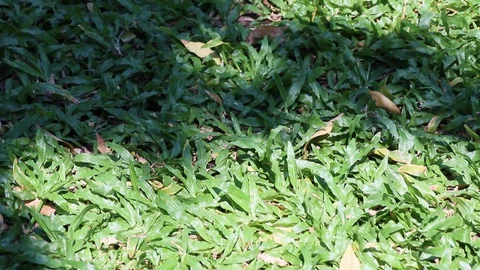 Tree shadow swaying on tropical carpet grass Stock Footage 129032694