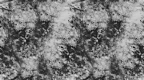 Tree shadow texture on white background tiled lopped animation Stock Footage 55199123