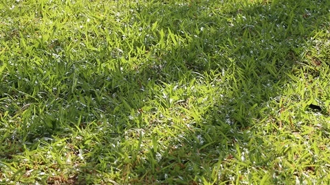 Tree shadow on tropical carpet grass and sprinkling water Video stock 128108637