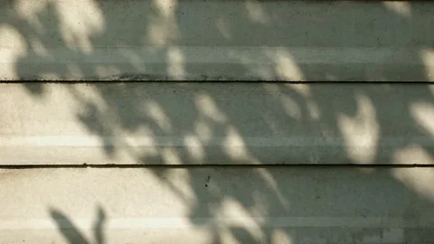 Tree shadow on wall Stock Footage 221688823