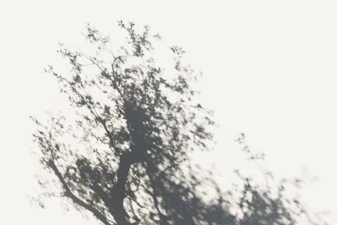Tree shadow on the wall イラスト素材