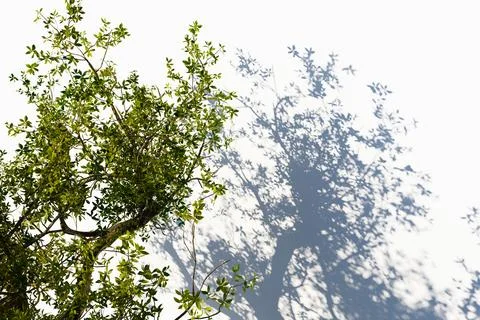 Tree shadow on the wall 스톡 일러스트