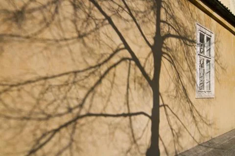 Tree shadow on a wall Stock Photos