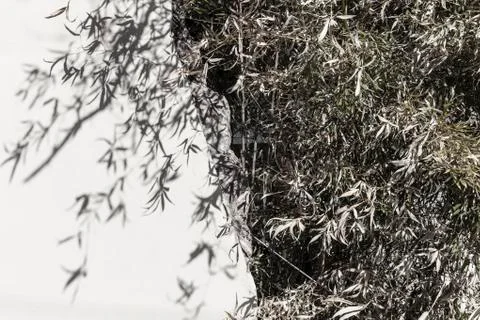 Tree shadow on wall Stock Photos