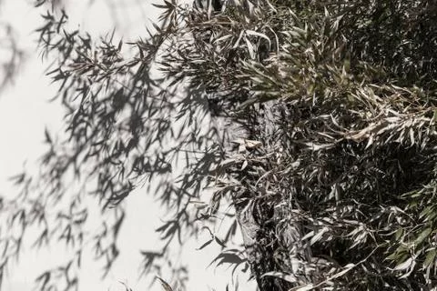 Tree shadow on wall Stock Photos