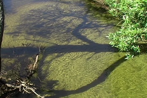 Tree shadow water Stock Footage 5295123