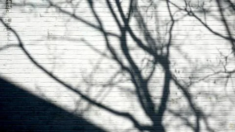 Tree shadow on the white brick wall Stock Photos