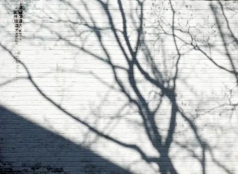 Tree shadow on the white brick wall Foto stock