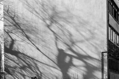 Tree Shadow on White Building Stock Photos