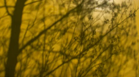 Tree shadow on yellow background Видео 28161598