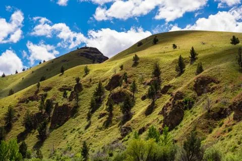 Tree Shadowed Hillside Stock Photos