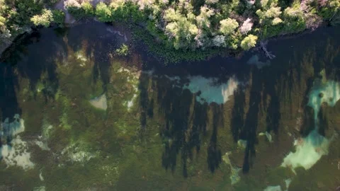 Tree shadows on the algae-covered lake Stock Footage 196209882