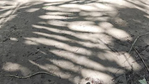 Tree shadows cast on dry forest ground, natural sunlight patterns . Stock Photos