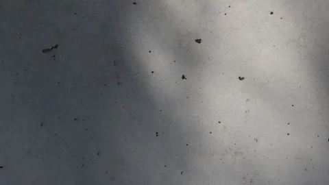 Tree shadows on concrete wall Stock Footage 172216700