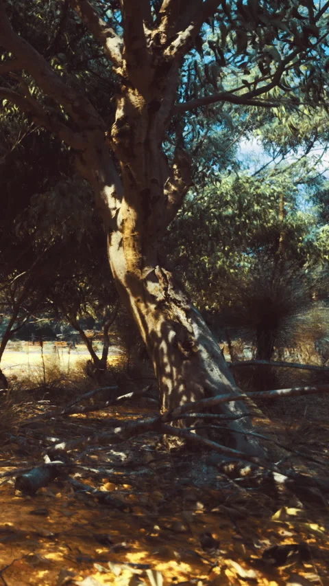 Tree with shadows in the daytime under blue skies in a forest area 库存影片 334167174