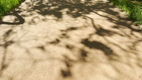 Tree Shadows Fall Across A Sandy Dirt Path In A Sunny Park Stock Footage 336362978