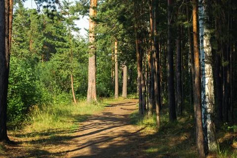 Tree shadows fall on sunlit grass in the middle of a mixed forest in summer Stock Photos