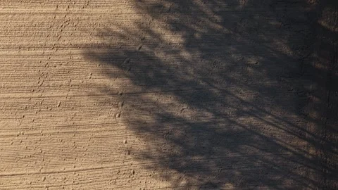 Tree Shadows on Farmland – Top Down Forward Aerial Flight Stock Footage 332542761