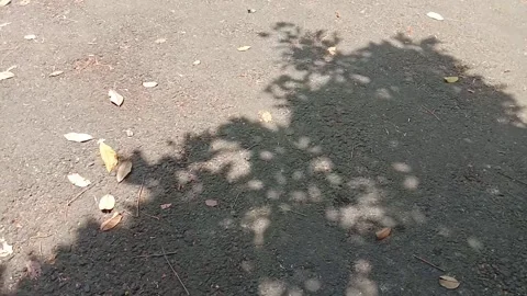 Tree shadows Stock Footage 283544116