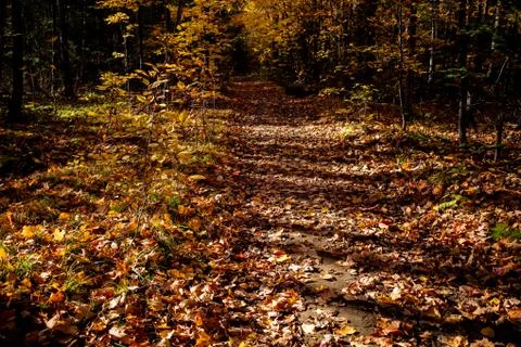 Tree shadows form pattern across autumn trail 스톡 사진