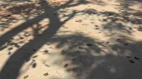 Tree shadows on the ground Stock Footage 47351894