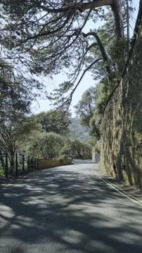 Tree Shadows on Lonely Road Stock Photos