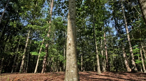 Tree shadows lurking throughout the woods Video stock 58027630