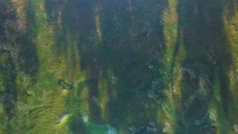 Tree shadows on the mossy lake Stock Footage 236976527