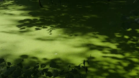Tree shadows moving on duckweed covered pond Video stock 344033173