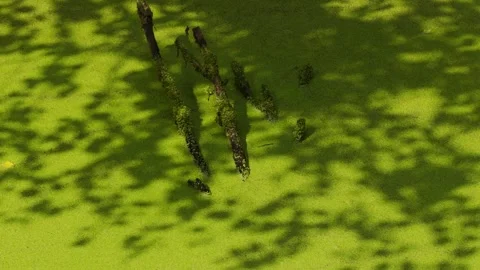 Tree shadows moving on swampy green duckweed Video stock 344033186