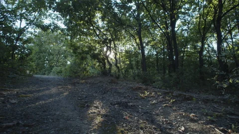 Tree shadows of oak foret 4K footage Stock Footage 203857783