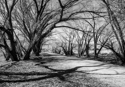 Tree shadows Stock Photos